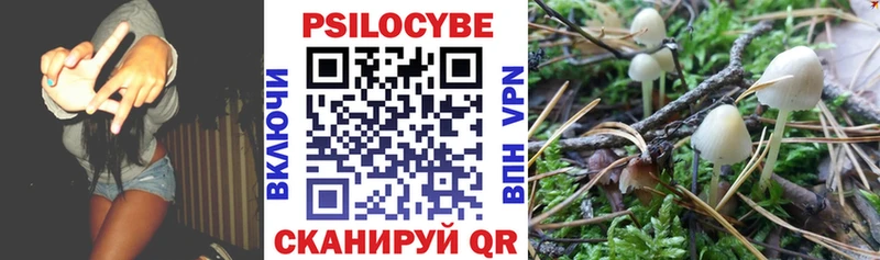 блэк спрут ссылки  цены   Курчалой  Галлюциногенные грибы Magic Shrooms 